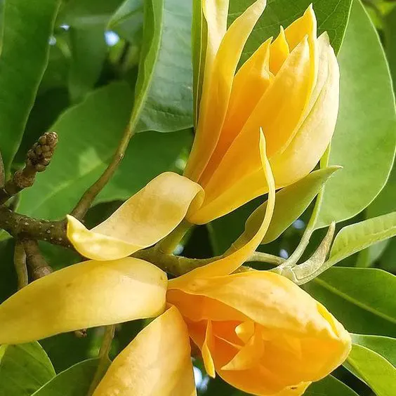 Buy Golden Champaa Plant/ Swarn champaa (Magnolia champaca) Online at Nursery Nisarga