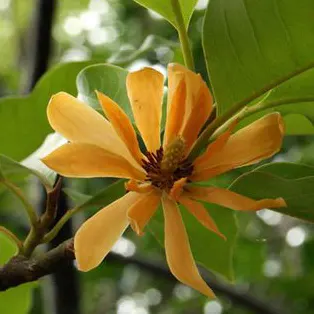 Buy Golden Champaa Plant/ Swarn champaa (Magnolia champaca) Online at Nursery Nisarga