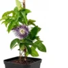 Buy Passiflora Incarnata Plant - Passion Flower, Krishna Kamal, Passiflora Blue online at Nursery Nisarga.