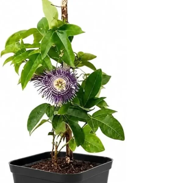 Buy Passiflora Incarnata Plant - Passion Flower, Krishna Kamal, Passiflora Blue online at Nursery Nisarga.