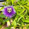 Buy Passiflora Incarnata Plant - Passion Flower, Krishna Kamal, Passiflora Blue online at Nursery Nisarga.