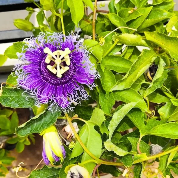 Buy Passiflora Incarnata Plant - Passion Flower, Krishna Kamal, Passiflora Blue online at Nursery Nisarga.