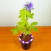 Buy Passiflora Incarnata Plant - Passion Flower, Krishna Kamal, Passiflora Blue online at Nursery Nisarga.