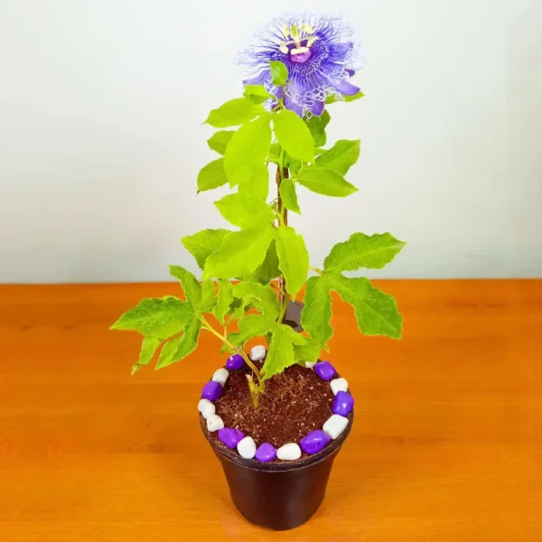 Buy Passiflora Incarnata Plant - Passion Flower, Krishna Kamal, Passiflora Blue online at Nursery Nisarga.