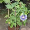 Buy Passiflora Incarnata Plant - Passion Flower, Krishna Kamal, Passiflora Blue online at Nursery Nisarga.