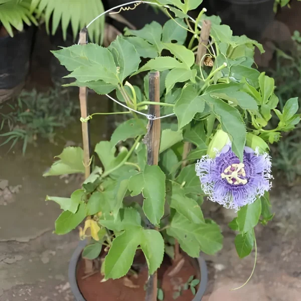 Buy Passiflora Incarnata Plant - Passion Flower, Krishna Kamal, Passiflora Blue online at Nursery Nisarga.