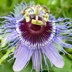 Buy Passiflora Incarnata Plant - Passion Flower, Krishna Kamal, Passiflora Blue online at Nursery Nisarga.
