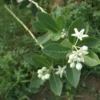 Buy Arka Plant | Calotropis gigantea “Aak”- Plants from Nursery Nisarga