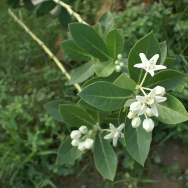 Buy Arka Plant | Calotropis gigantea “Aak”- Plants from Nursery Nisarga
