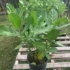 Buy Arka Plant | Calotropis gigantea “Aak”- Plants from Nursery Nisarga