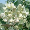 Buy Arka Plant | Calotropis gigantea “Aak”- Plants from Nursery Nisarga