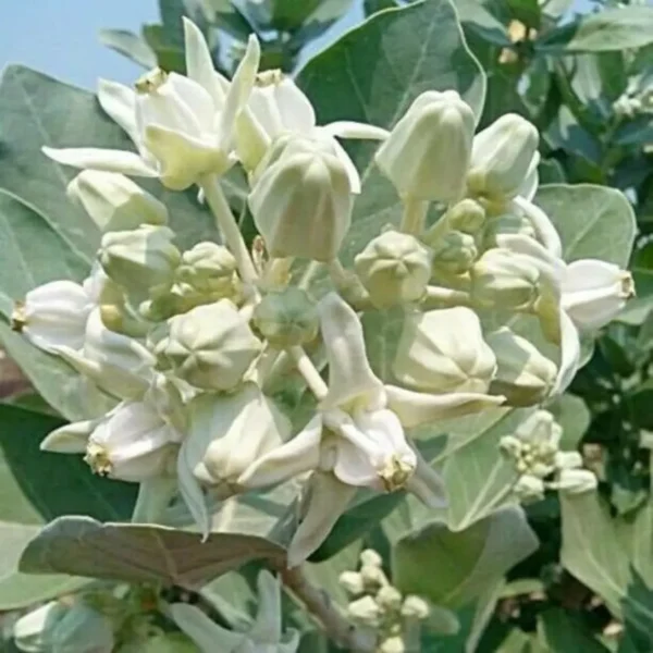 Buy Arka Plant | Calotropis gigantea “Aak”- Plants from Nursery Nisarga