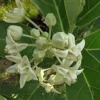 Buy Arka Plant | Calotropis gigantea “Aak”- Plants from Nursery Nisarga