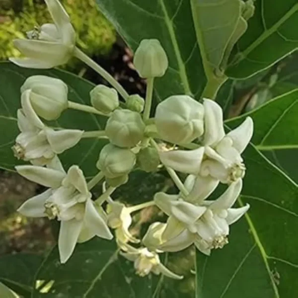 Buy Arka Plant | Calotropis gigantea “Aak”- Plants from Nursery Nisarga