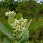 Buy Arka Plant | Calotropis gigantea “Aak”- Plants from Nursery Nisarga