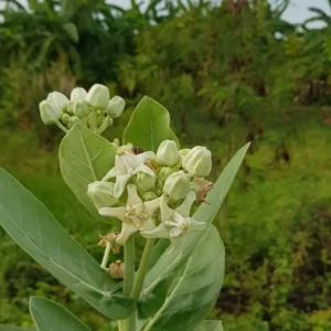 Buy Arka Plant | Calotropis gigantea “Aak”- Plants from Nursery Nisarga