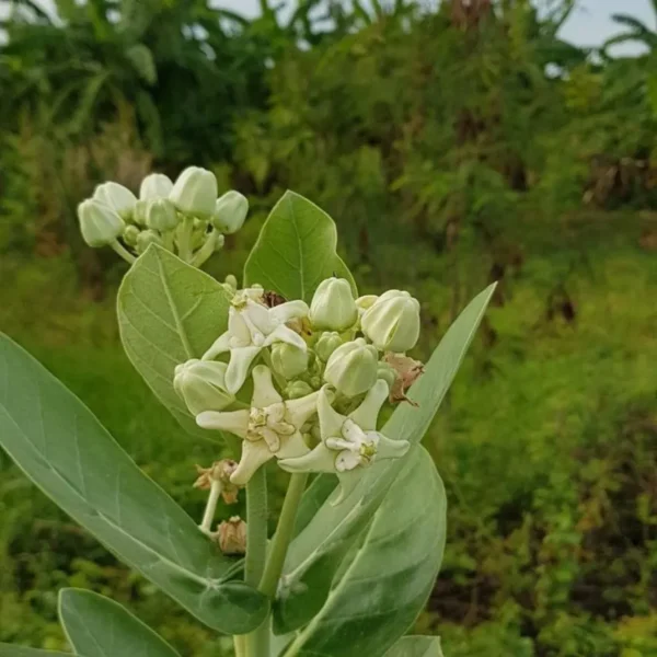 Buy Arka Plant | Calotropis gigantea “Aak”- Plants from Nursery Nisarga