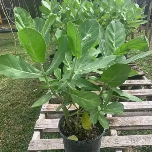 Buy Arka Plant | Calotropis gigantea “Aak”- Plants from Nursery Nisarga