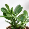 Buy Crassula Ovata plant online at Nursery Nisarga