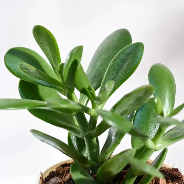 Buy Crassula Ovata plant online at Nursery Nisarga
