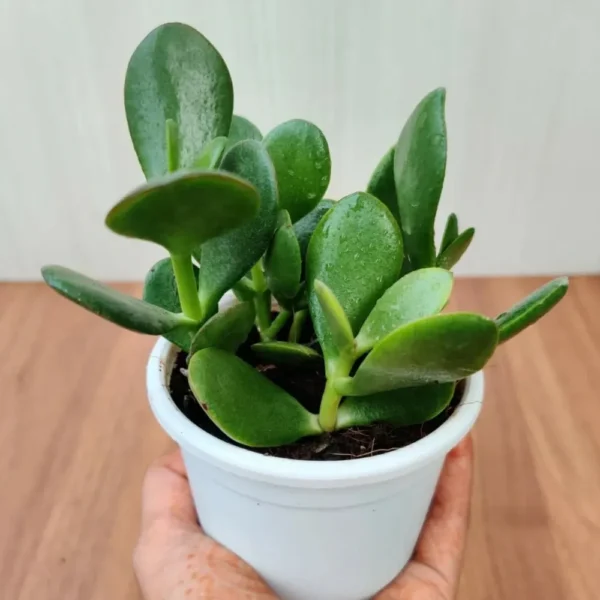 Buy Crassula Ovata plant online at Nursery Nisarga