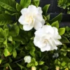 Buy Gandharaj Plant, Gardenia - Nursery Nisarga
