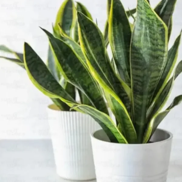 Buy Golden Snake “Dracaena trifasciata”- Plant From Nursery Nisarga