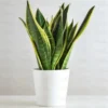 Buy Golden Snake “Dracaena trifasciata”- Plant From Nursery Nisarga
