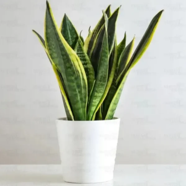 Buy Golden Snake “Dracaena trifasciata”- Plant From Nursery Nisarga