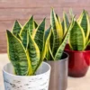 Buy Golden Snake “Dracaena trifasciata”- Plant From Nursery Nisarga