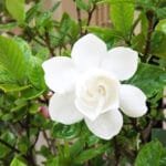 Buy Gandharaj Plant, Gardenia - Nursery Nisarga