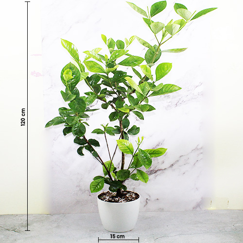Buy Gandharaj Plant, Gardenia - Nursery Nisarga