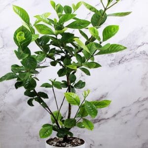 Gandharaj Plant Buy Gardenia Flowers Online at Nursery Nisarga