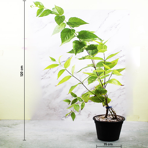 Buy parijat Plant - Nursery Nisarga