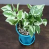 Buy Pothos N’Joy, White Money Plant - Nursery Nisarga