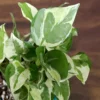 Buy Pothos N’Joy, White Money Plant - Nursery Nisarga