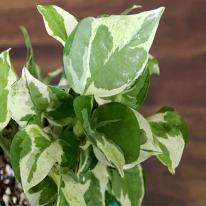 Buy Pothos N’Joy, White Money Plant – Nursery Nisarga