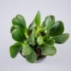 Buy Crassula Ovata plant online at Nursery Nisarga