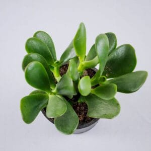 Buy Crassula Ovata plant online at Nursery Nisarga