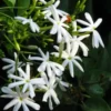 Buy Juhi Plant | Jasminum auriculatum -Plant From Nursery Nisarga