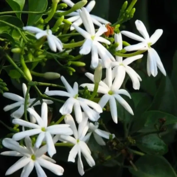 Buy Juhi Plant | Jasminum auriculatum -Plant From Nursery Nisarga