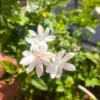 Buy Juhi Plant | Jasminum auriculatum -Plant From Nursery Nisarga