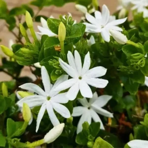 Buy Juhi Plant | Jasminum auriculatum -Plant From Nursery Nisarga