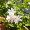 Buy Juhi Plant | Jasminum auriculatum -Plant From Nursery Nisarga