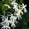 Buy Juhi Plant | Jasminum auriculatum -Plant From Nursery Nisarga