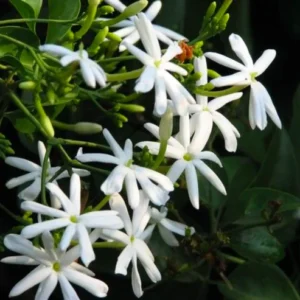 Buy Juhi Plant | Jasminum auriculatum -Plant From Nursery Nisarga