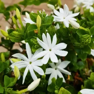 Buy Juhi Plant | Jasminum auriculatum -Plant From Nursery Nisarga