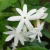 Buy Juhi Plant | Jasminum auriculatum -Plant From Nursery Nisarga