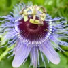 Buy Passiflora Blue Flower plant, Krishna Kamal - Nursery Nisarga