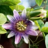 Buy Passion Flower, Krishna Kamal - Nursery Nisarga